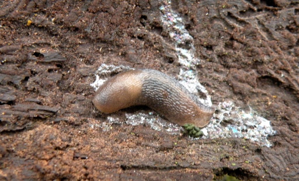 Limax sp? O Deroceras sp?